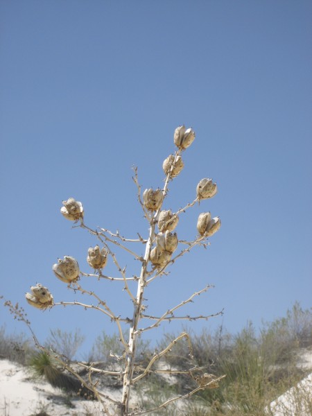 White Sands